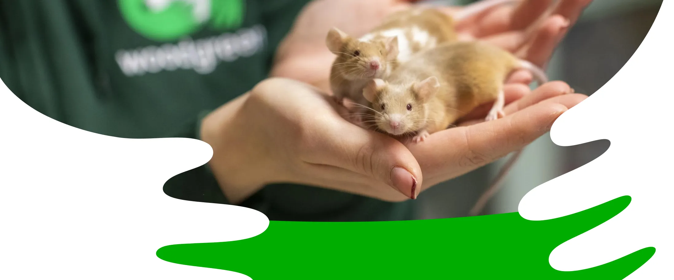 Two hamsters are held by a member of Woodgreen staff with the brand's embrace device framing the photograph.